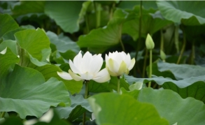 Cheongunsa Temple (Haso White Lotus Pond)