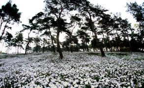 Okjeong Lake Chrysanthemum Garden